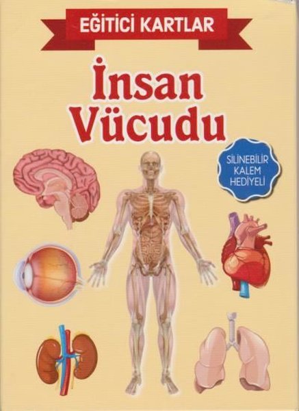 Eğitici Kartlar - İnsan Vücudu